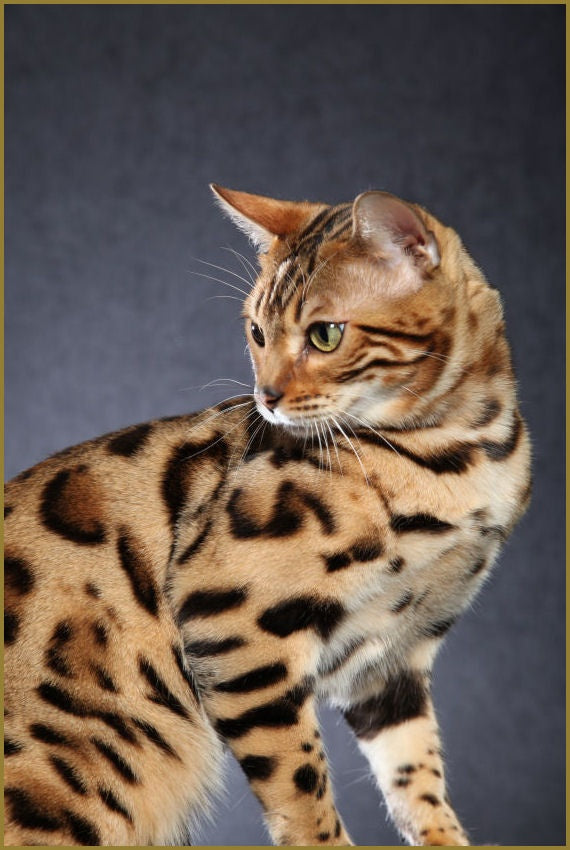 GATOS